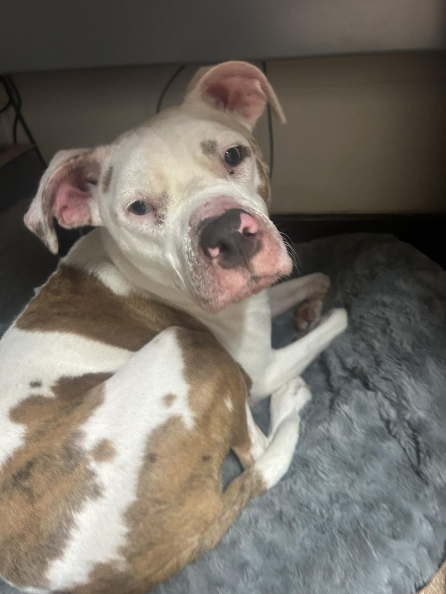 Urgent please retweet to help Star find a foster or forever home as she is struggling in kennels #NEWPORT #WALES #UK  Vision and hearing impaired💔💔💔
URGENT FOSTER - WE NEED YOUR HELP! 24 Dec 25
We are looking for an urgent foster or adoption for our beautiful Star! She is