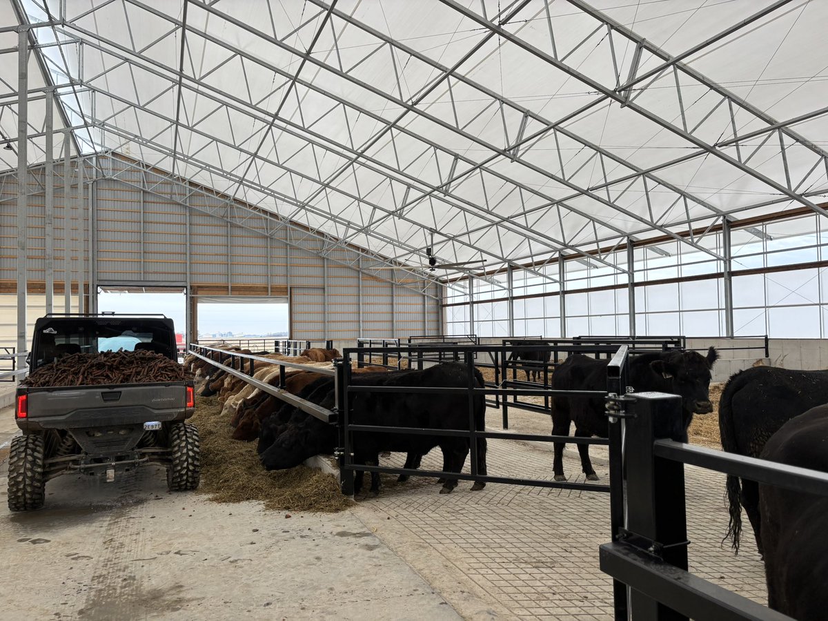 I'm going to relax tomorrow. First cows in the <a href="/WeCover_Steel/">WeCover Structures</a>. A lot of work by many to make this dream come alive.