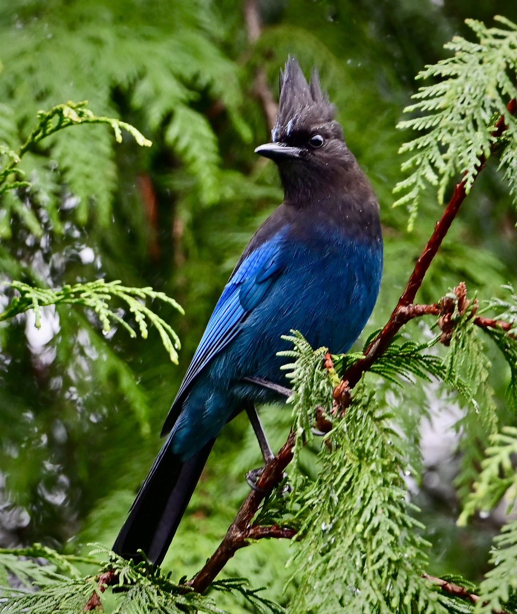 cgcrd's tweet image. Today’s Steller’s Jay on a wet Christmas Eve. #birdphotography #naturephotography