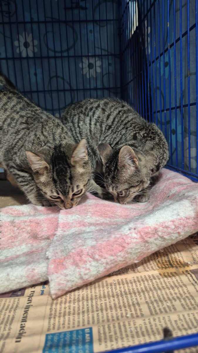 Bellos gemelos 🐈 aún en pensión 
 Tan solo esperando 1 abrazo o 1 mimo en ésta Navidad , si deseas Adoptar responsablemente o bien brindarles Resguardo en estas fechas frías Porfavor escríbeme 👇 
Vacunados , desparasitados Negativos Leucemia CDMX 🐾