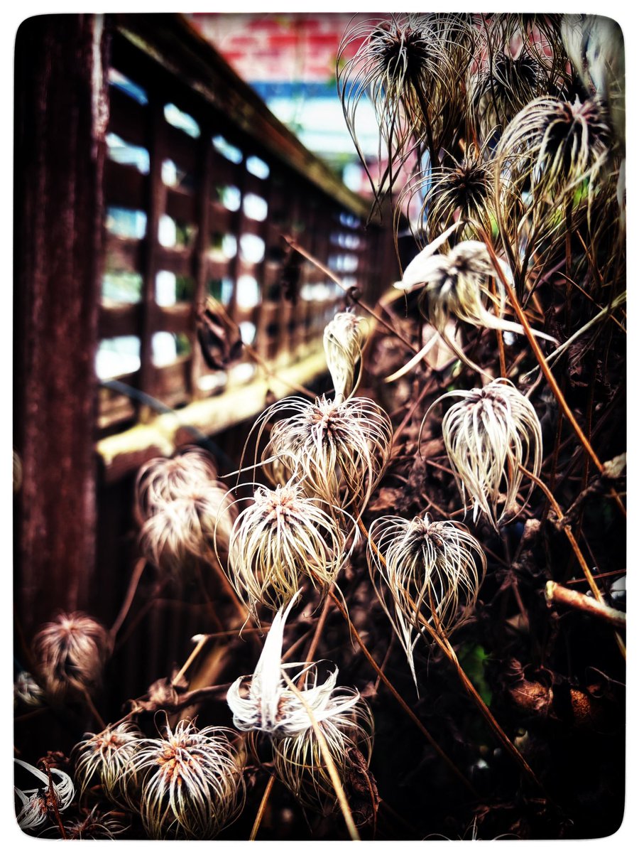 DoctorGOE's tweet image. #seedheads #garden #snapseed #photograph