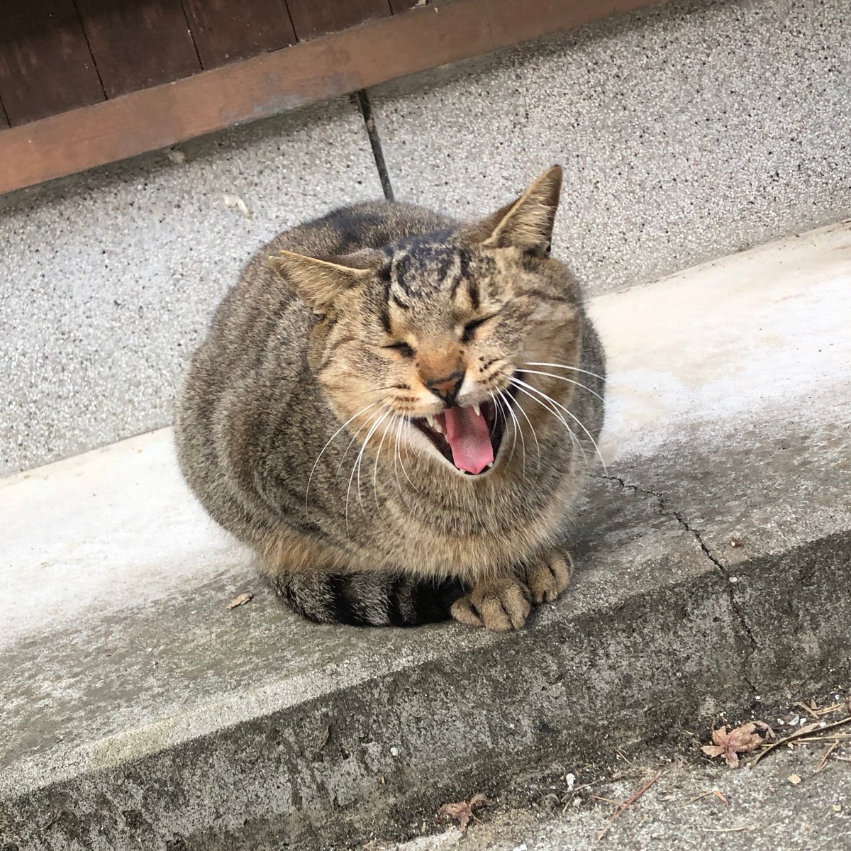 おはようございます ☔️のち☁️ 🐱まだ眠いニャ～ てんてん