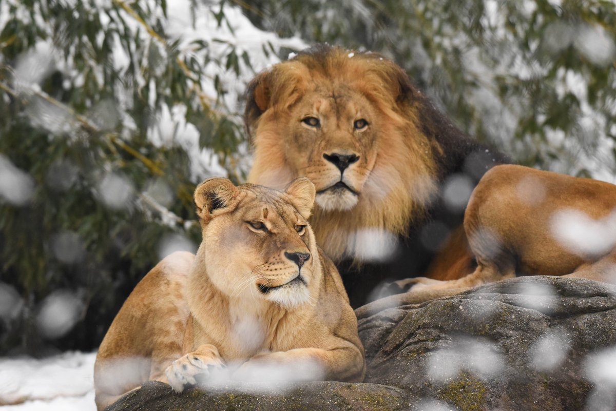 Sending roars of joy your way this Christmas! Our Zoo crew wishes you a festive and memorable holiday season. 🐾