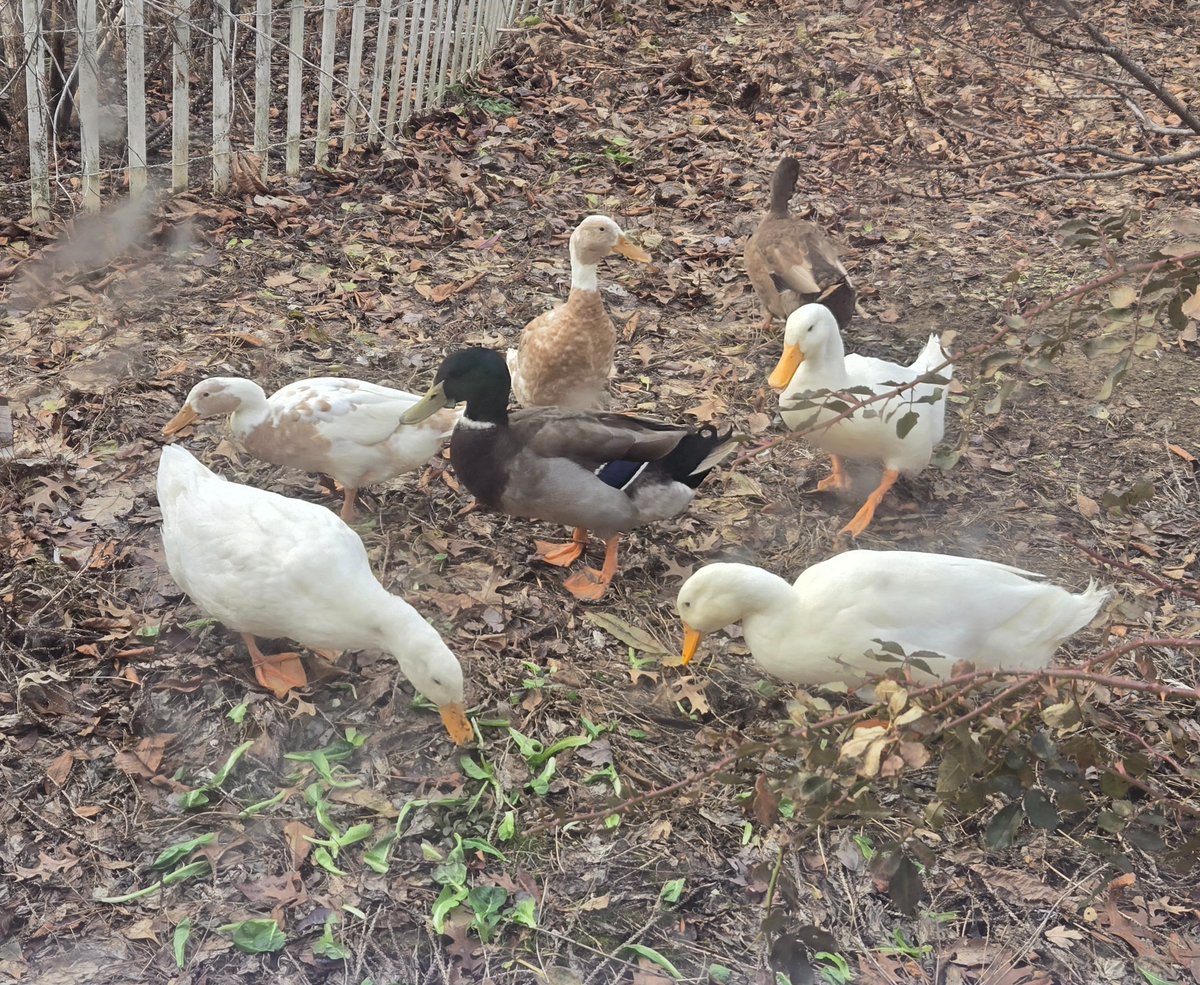 Christmas Eve lettuce party