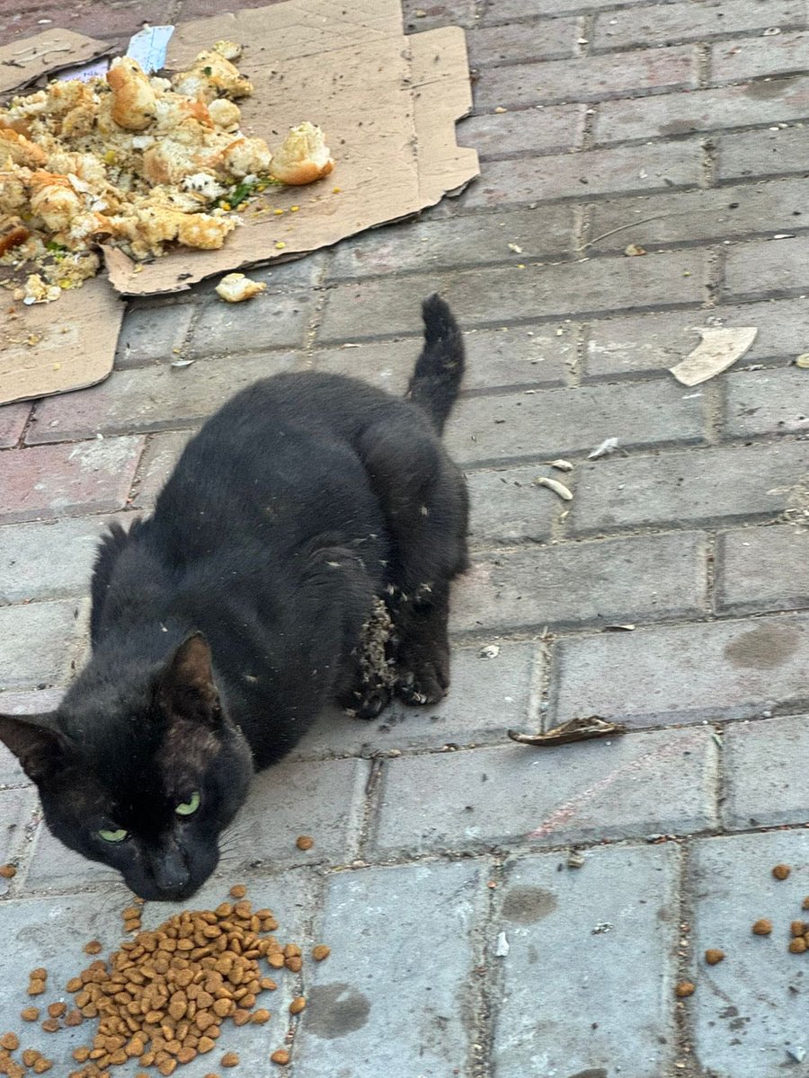 AhlamRefae46875's tweet image. #جده 🚨🚨🚨🚨🚨
عاااجل ومنقول 

في حي الصفا شارع الرقبان جنب حديقه البيان
لقيت قط مذبوح 
حاولت اساعده ولكن ماعندي إمكانيات 
والله يقطع القلب ومابيدي حيله😢💔 الله يكسبكم اجره ساعدوه تكفون 
في هالمكان هنا بالضبط 

maps.app.goo.gl/t8Rqk3pHDtCrwZ…