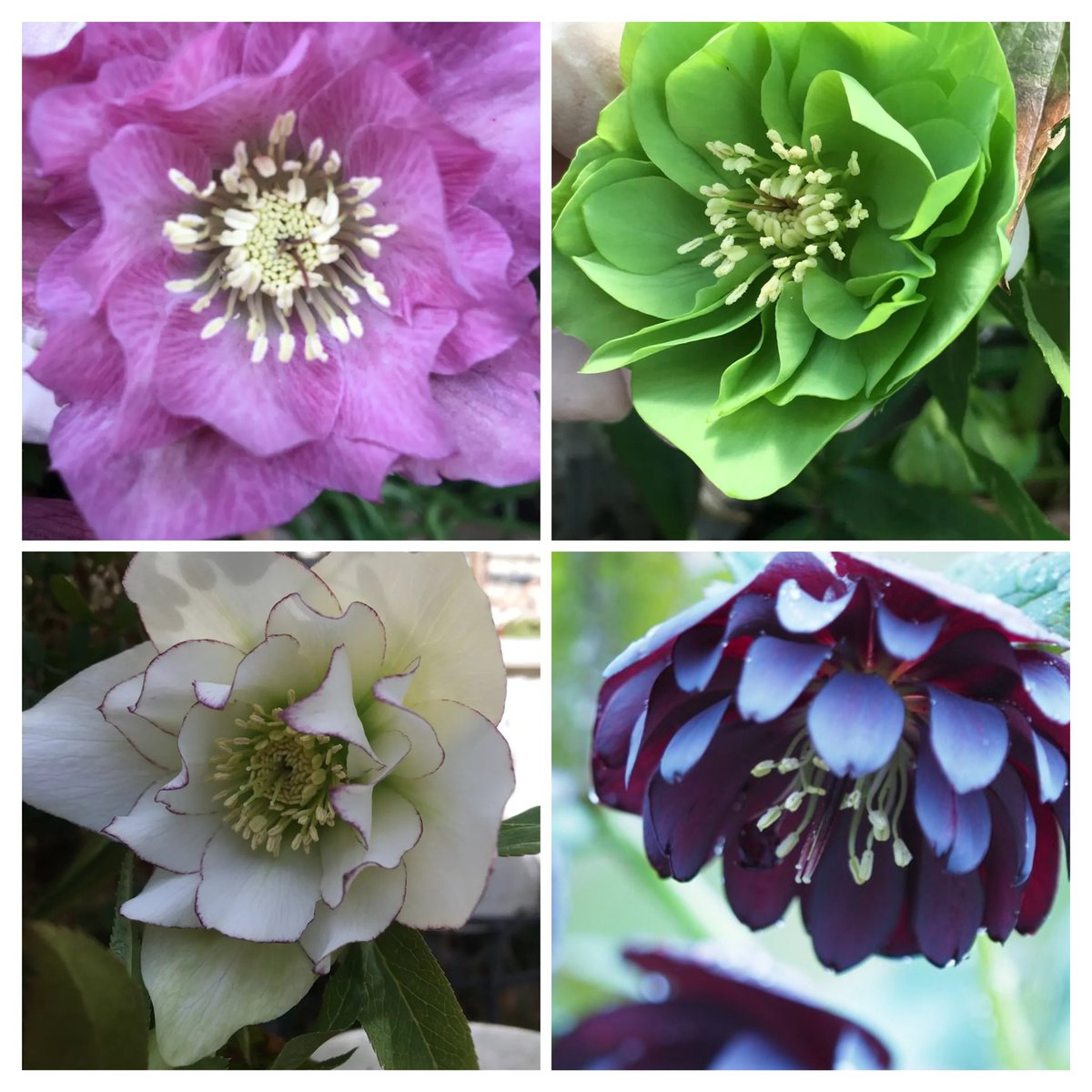 のんちゃん。お願いします♡ のんちゃんにﾎﾟﾁｯ🎁