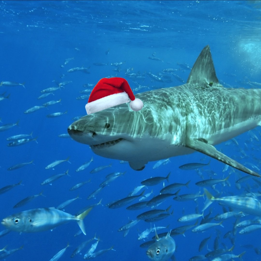 I hope you all have a jawsome Christmas and fintastic holidays 💙🦈