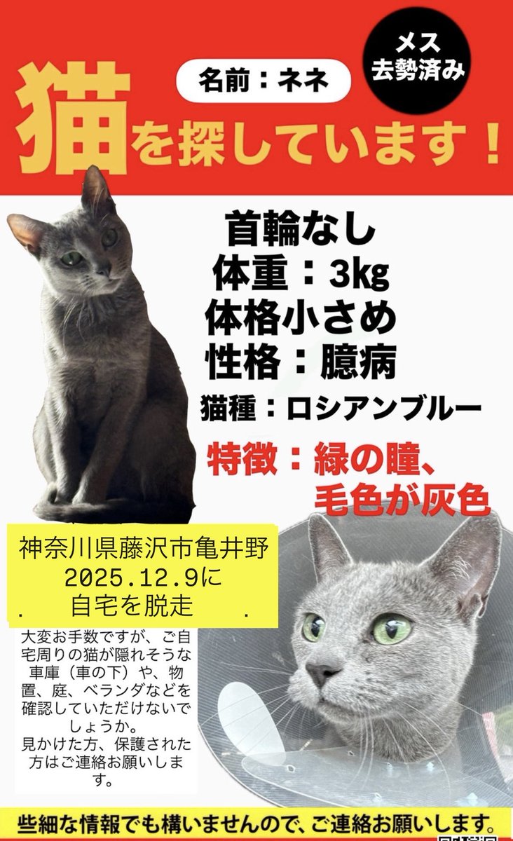 by_kza's tweet photo. ⚠️【 #拡散希望】⚠️

ーー捜索中ーー
ロシアンブルーの女の子

名前︰ネネ
年齢︰保護猫なので不明
首輪︰なし
体重︰3キロ（脱走時）
いなくなった日︰2025年12月9日
地域︰神奈川県藤沢市亀井野
 #迷い猫 #迷子猫  #ロシアンブルー #保護猫  #猫を探しています  #神奈川県 https://t.co/c5KSIWpavL