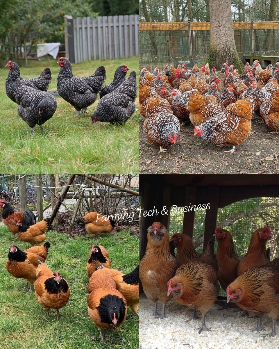Agronommejean's tweet photo. FRIENDLY CHICKEN BREEDS FOR SMALL-SCALE AND FAMILY POULTRY KEEPING

Friendly chicken breeds play an important role in small-scale, backyard, and family-oriented poultry systems. Temperament is a key factor influencing ease of management, human–animal interaction, and suitability for households with children or beginner farmers. Breeds known for calm and sociable behavior are easier to handle, less aggressive, and adapt well to confined or mixed-use environments.

Several chicken breeds are widely recognized for their gentle and affectionate nature. Silkie chickens are particularly notable for their extreme docility and strong attachment to humans, while Buff Orpingtons are calm, tolerant, and well-suited for family settings. Cochins and Brahmas, often referred to as “gentle giants,” combine large body size with a remarkably peaceful temperament, making them easy to manage despite their size.

Other breeds demonstrate friendliness alongside curiosity and adaptability. Plymouth Rocks and Sussex chickens are known for their easygoing behavior and willingness to interact with people. These breeds are social by nature, integrate well into flocks, and readily adjust to different management systems, including free-range and semi-intensive production.

Certain friendly breeds also offer practical advantages beyond temperament. Australorps and Wyandottes are quiet, steady-tempered birds that are easy to handle while maintaining good productivity. Their balanced nature makes them suitable for farmers who desire both manageable behavior and reliable egg production without excessive stress or aggression.

Overall, friendly chicken breeds such as Faverolles and Easter Eggers further enhance poultry keeping by adding playful behavior, visual appeal, and strong human interaction. Selecting breeds with calm and social traits contributes to improved welfare, safer handling, and a more enjoyable poultry farming experience, particularly in family, educational, and smallholder farming contexts.