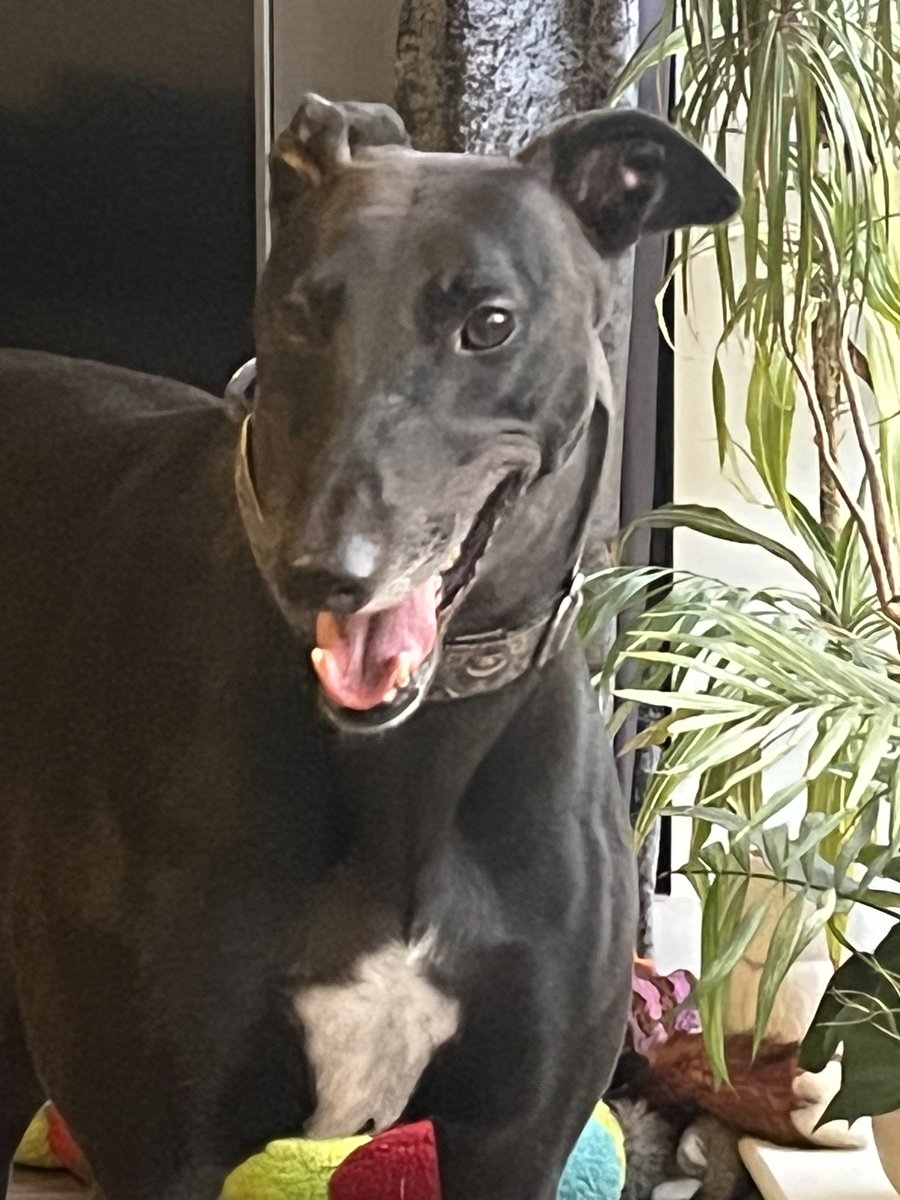 tapper1967's tweet image. There’s no way I expected to be without you this Christmas dude ! I miss you today as much as the day we said goodbye … 🌈