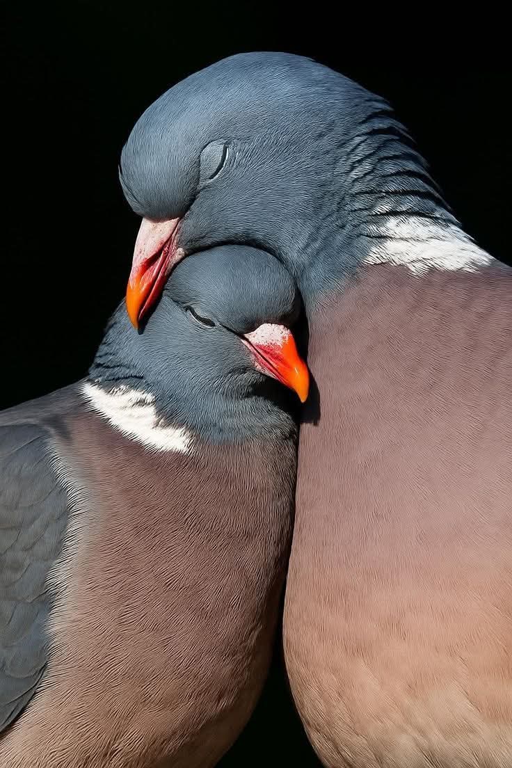 "يا سَعد من نالَ حبيبُه،
ويا سعد من له مُحب يُقاتل الحياة لأجلهِ!"
