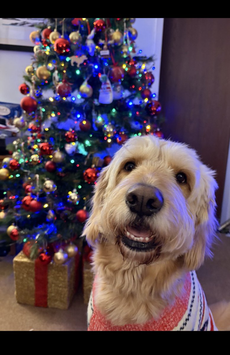 dougieglasgow's tweet photo. @jennystape Merry Christmas from George https://t.co/R9Ou96Tt7F
