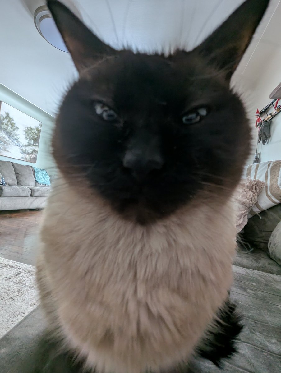 6dollarballoon's tweet image. merry christmas eve I don't have any christmas-y cat pics and I'm gonna be a tad busy today so panda's gonna stare at u instead