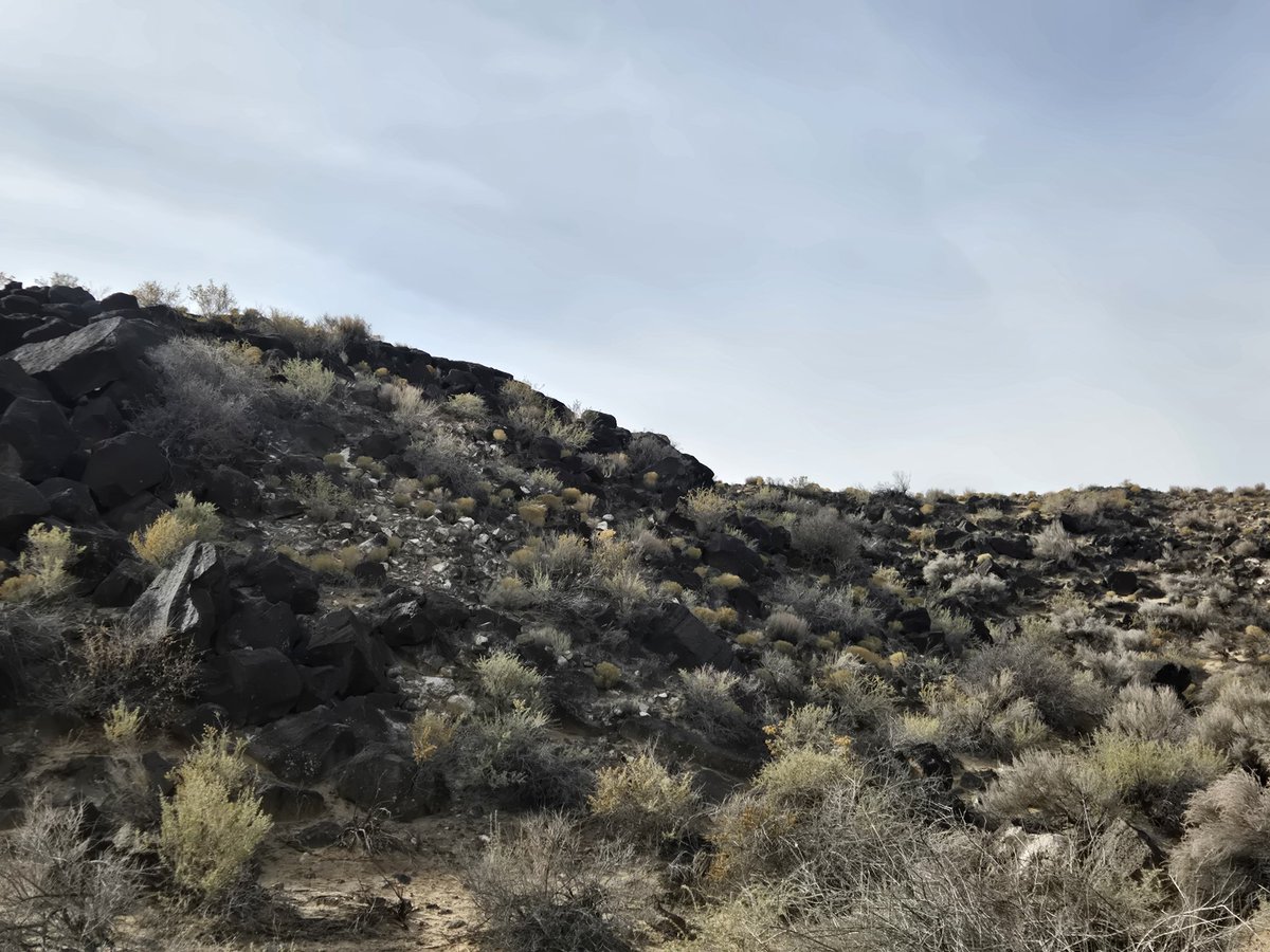 Lets play spot the coyote! ;3