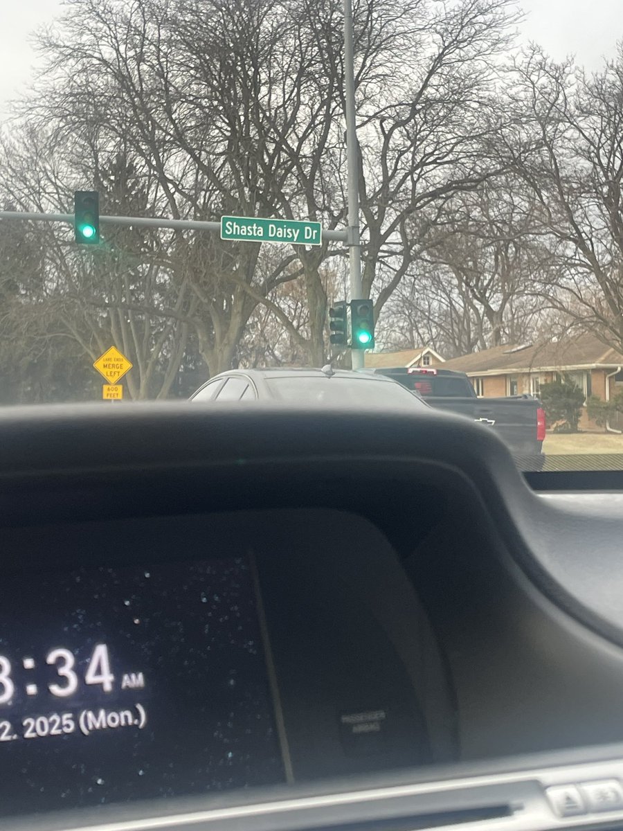 is a popular, hardy perennial known for its classic white petals and yellow center, blooming from summer to fall in USDA zones 5-9
