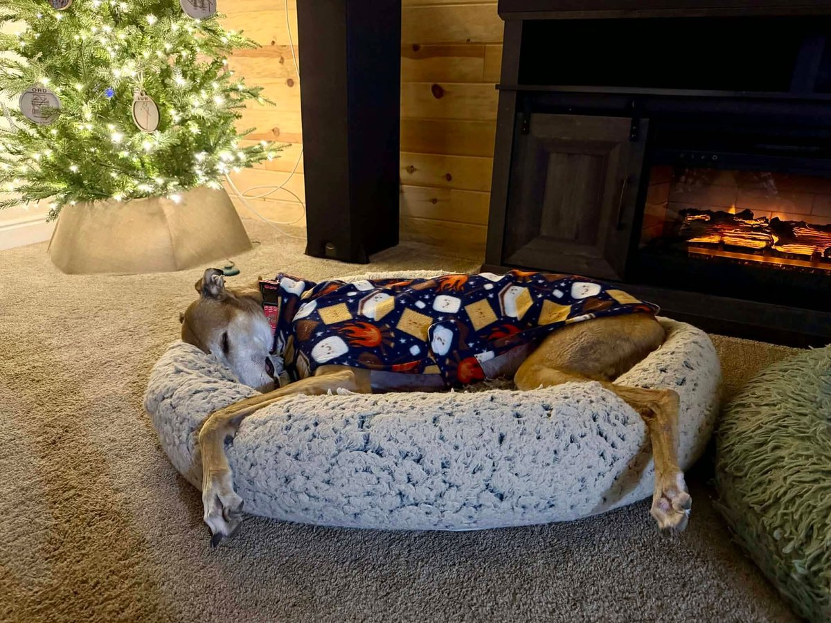 GaltxOrg's tweet photo. 🎄 Congratulations to Lego on finding his forever home with his foster family in Colorado! #Greyhounds #FosterFailure https://t.co/gXrC1iVrRh