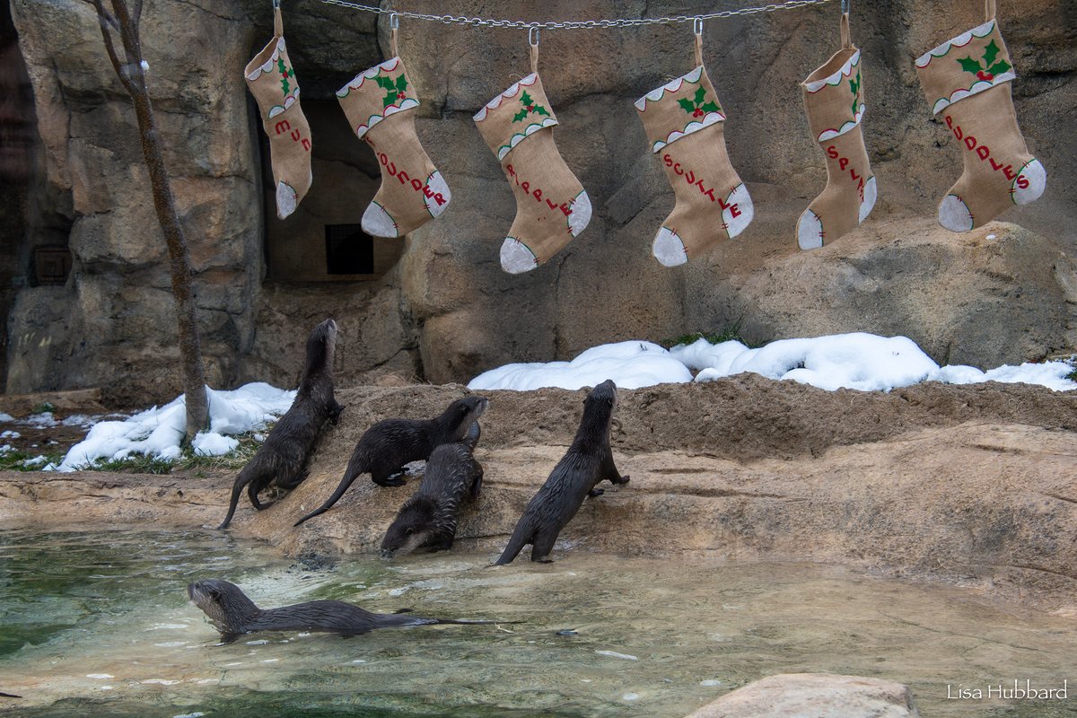 CincinnatiZoo's tweet photo. Nice List ✅🎅 https://t.co/ReVhvu3DUK