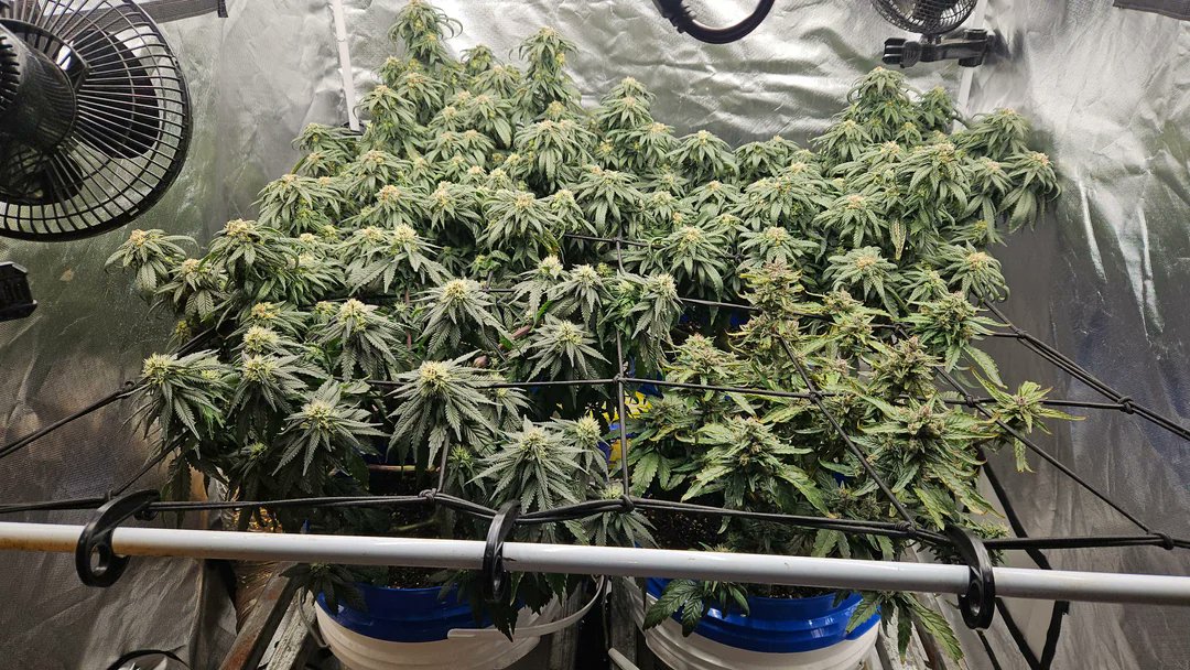 MSNL Seeds tweet media