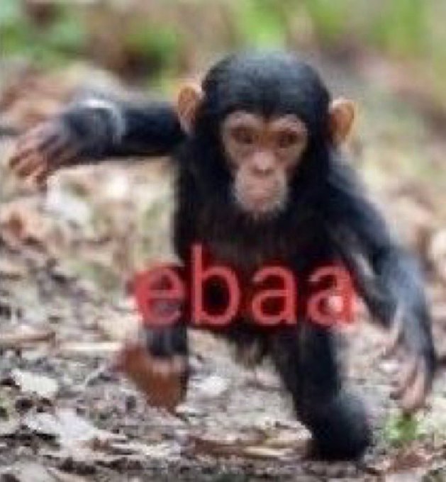 anbhttps's tweet image. eu me acabo de rir vendo muquiranas