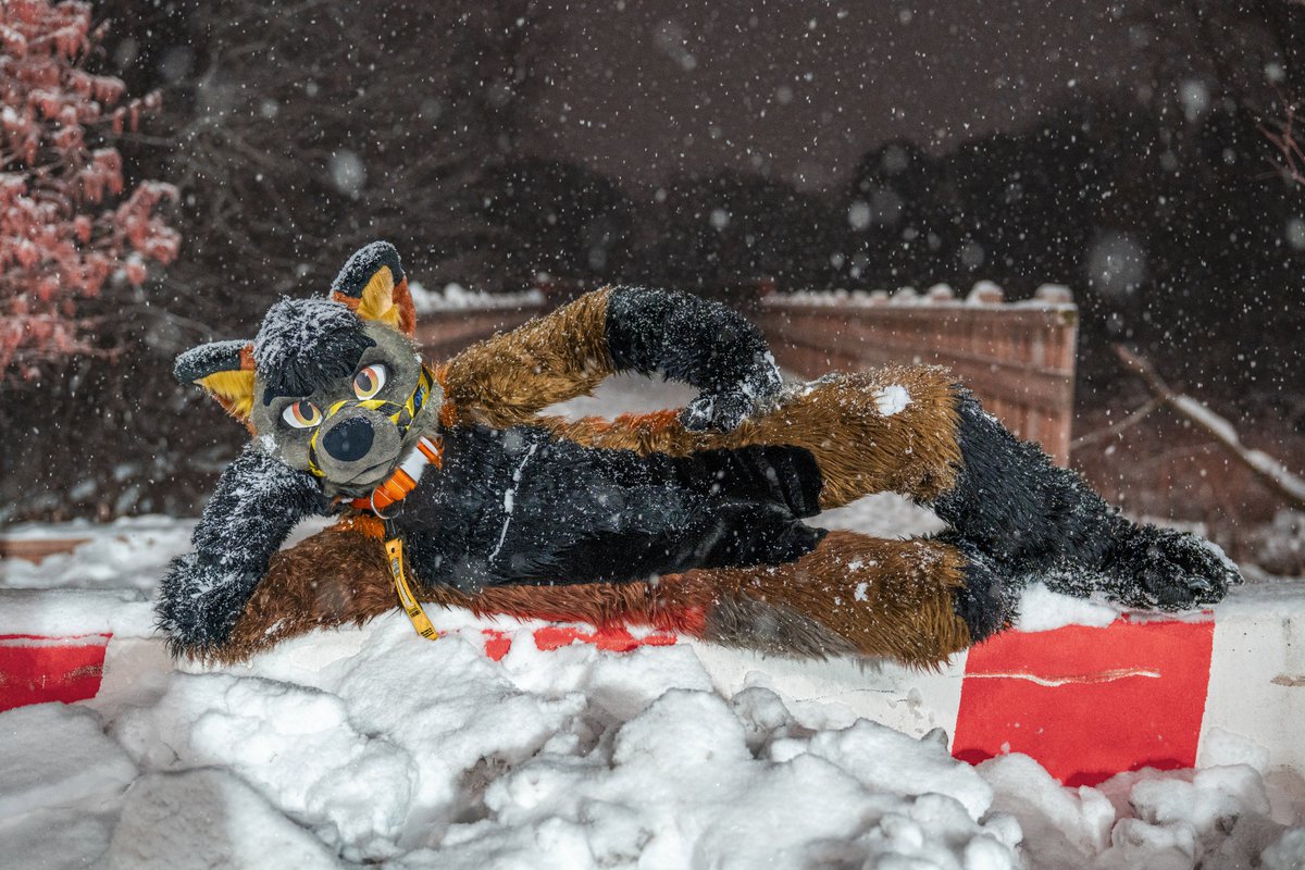 Tyler_TheFox's tweet photo. Merry Christmas Eve!

 #furries #fursuit #furry #mff #mff25 #FurFest

📸 @houndsytooth https://t.co/gDCfHXAeHL
