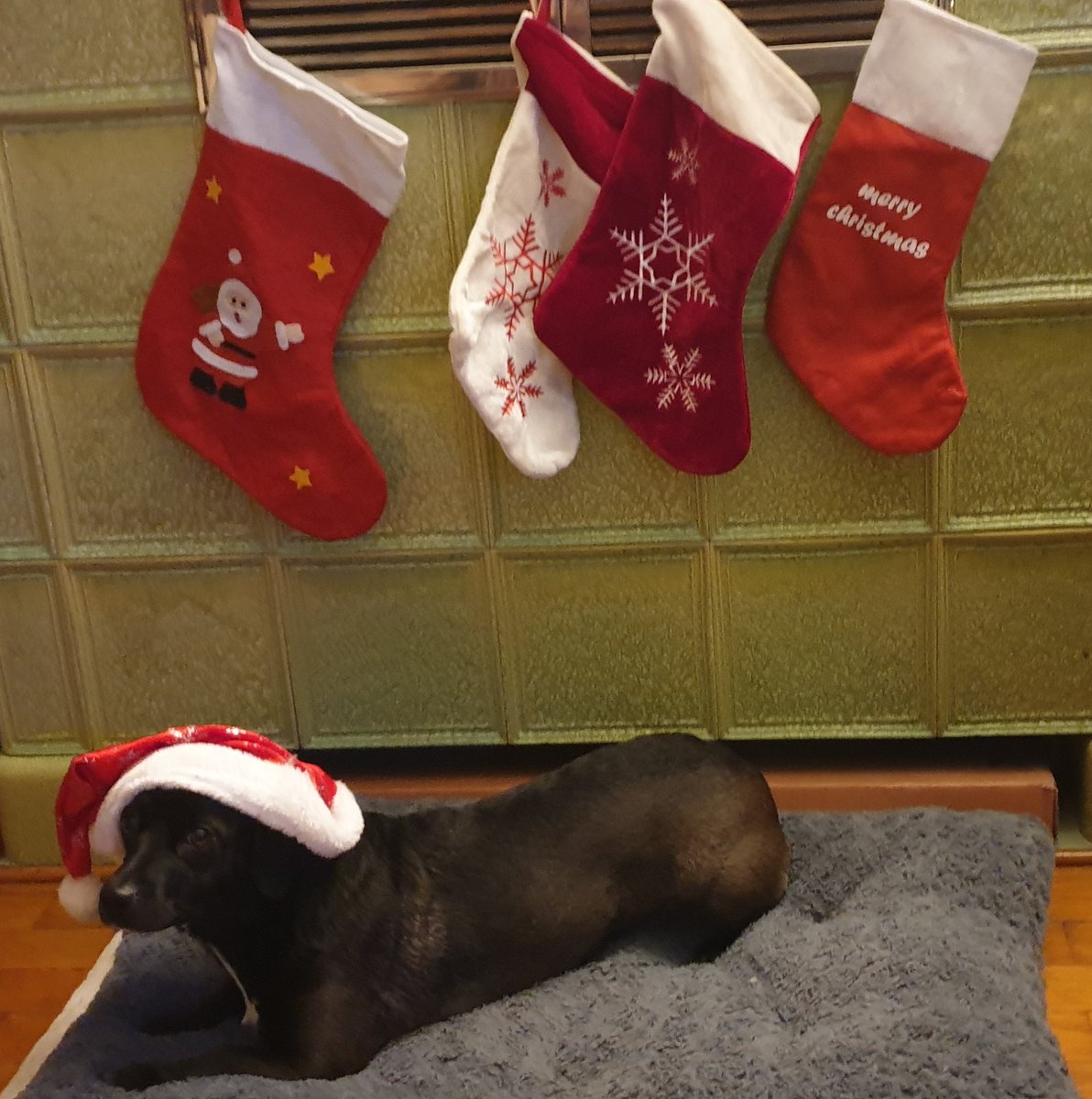 FuMichA_1's tweet photo. @RoflexCoin Merry X-Mas https://t.co/I5CNHZRTdE