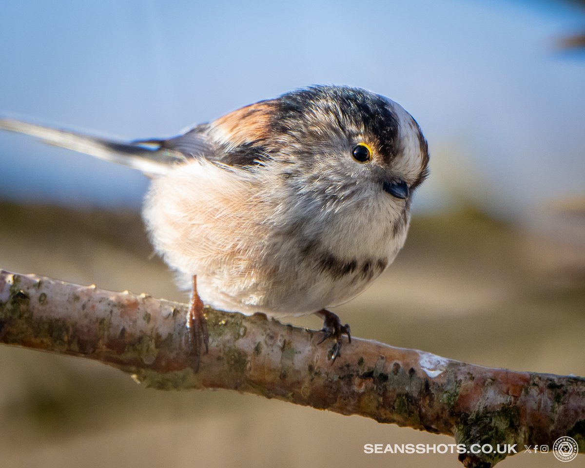 SeansShots tweet media