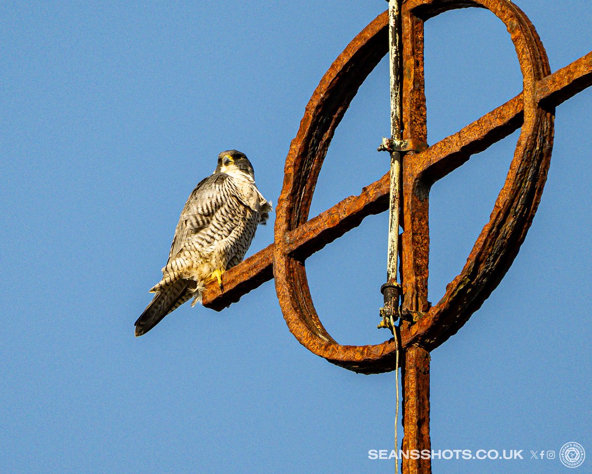 SeansShots tweet media