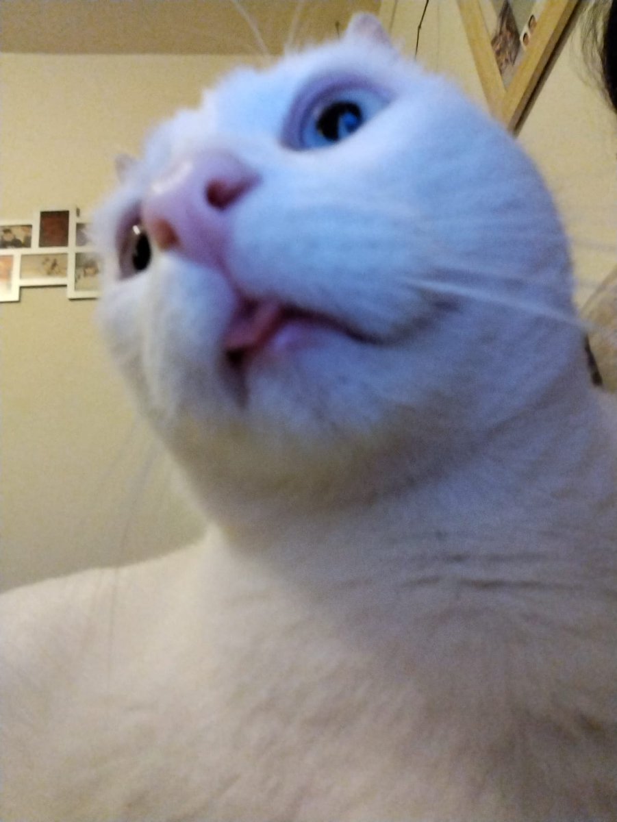 EricRod_LYV's tweet photo. Os presento a Coco, el gato de mi madre.

Tiene una sola neurona a la que puede acceder en fines de semana alternos. https://t.co/sYcSVwV2BG