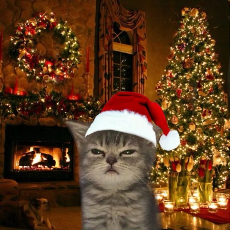 FireCat tweet media