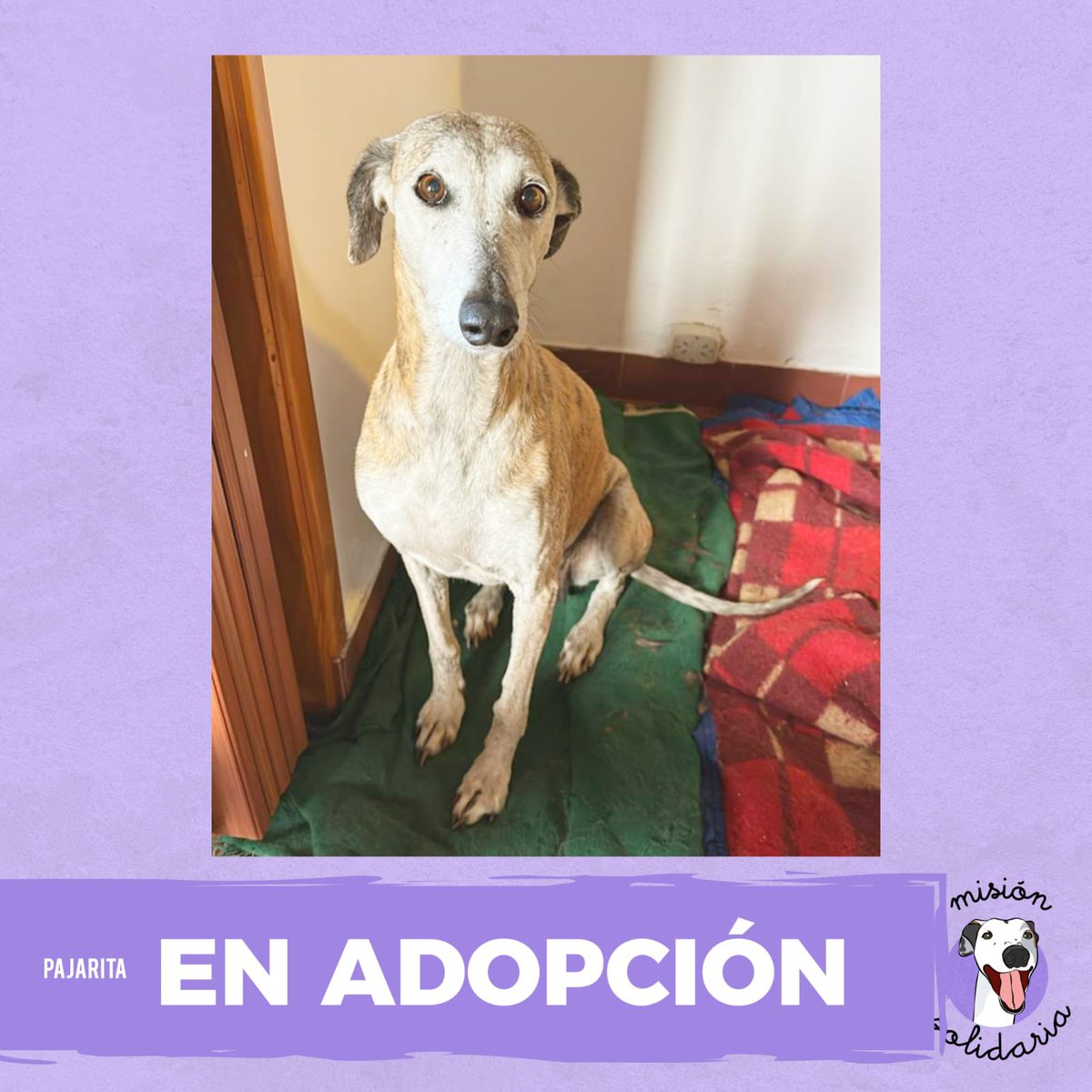 lagarzasosa_'s tweet photo. Pajarita tiene 10 años
Es buena, dulce, y muy tranquila
vive en una casa de tránsito hace muchísimo tiempo, convive con perros y con gatos 
Tiene comida, pero no conoce el amor una familia que la ame para siempre 
A ver si esta Navidad ocurre el milagro, que pajarita consiga hogar 
Si pensas que sos para ella, estaré esperando tu mail
misionsolidariatwitter@gmail.com
Asunto: Mi galguita pajarita
CABA y GBA
RT porfa