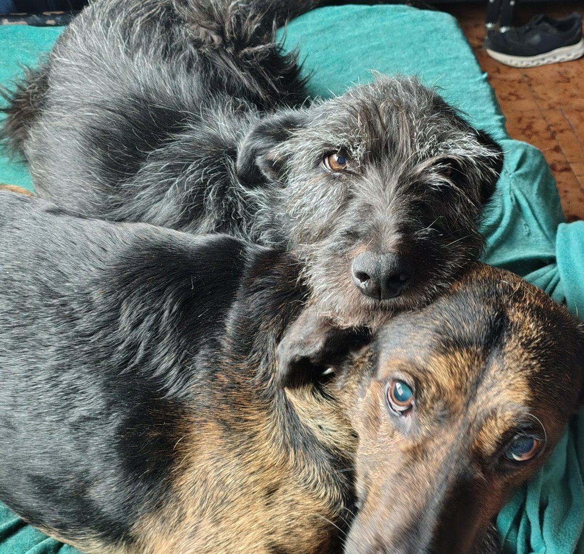 Li_ne_th's tweet photo. @TraductorTeAma Adoptados hace 3 meses despues de muchos años de sufrimiento...More y
 Ciro y Gina la hija mayor... https://t.co/z40OevYcai