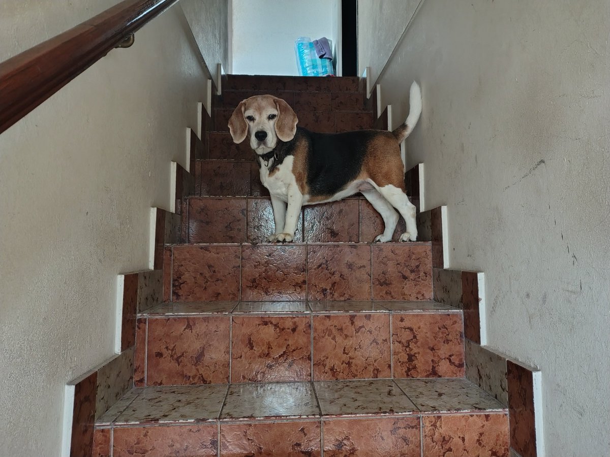 Li_ne_th's tweet photo. @TraductorTeAma Adoptados hace 3 meses despues de muchos años de sufrimiento...More y
 Ciro y Gina la hija mayor... https://t.co/z40OevYcai