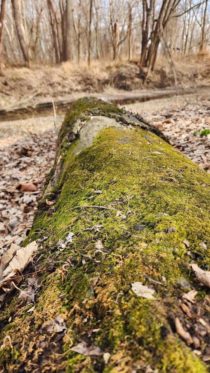 goobiexcx's tweet image. Went for a walk and I saw was stupid nature 🙄🙄 #lame