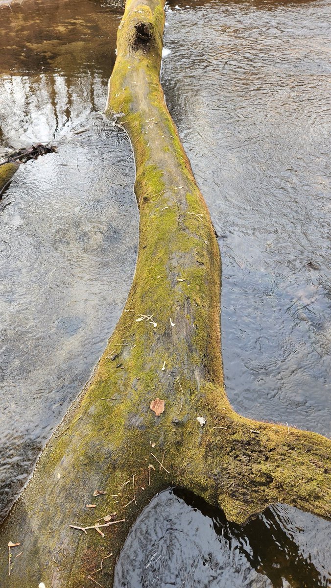 goobiexcx's tweet image. Went for a walk and I saw was stupid nature 🙄🙄 #lame