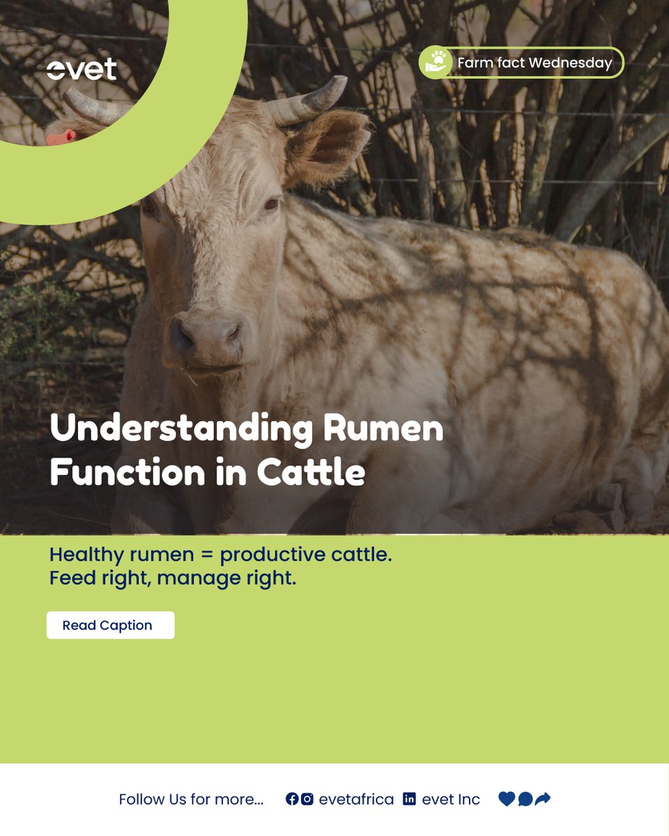 evetafrica's tweet image. 🐄🌱 Understanding Rumen Function in Cattle
Thread
The rumen is the powerhouse of a cow’s digestive system. Its health directly affects feed efficiency, growth rate, milk production, and overall cattle performance.
#EVET #CattleFarming #RumenHealth