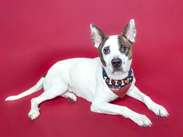 dogs_dc's tweet image. Wednesday, December 24, 2025

PLEASE🙏🙏 share for:

Prince Georges County Animal Shelter
3750 Brown Station Rd.
Upper Marlboro, MD 20774

(301) 780-7200

Meet Maximo🐾🐾 (A565325):

His name is Maximo🐾🐾, and once you meet him, you’ll understand why. This 4-year-old, 53-pound…