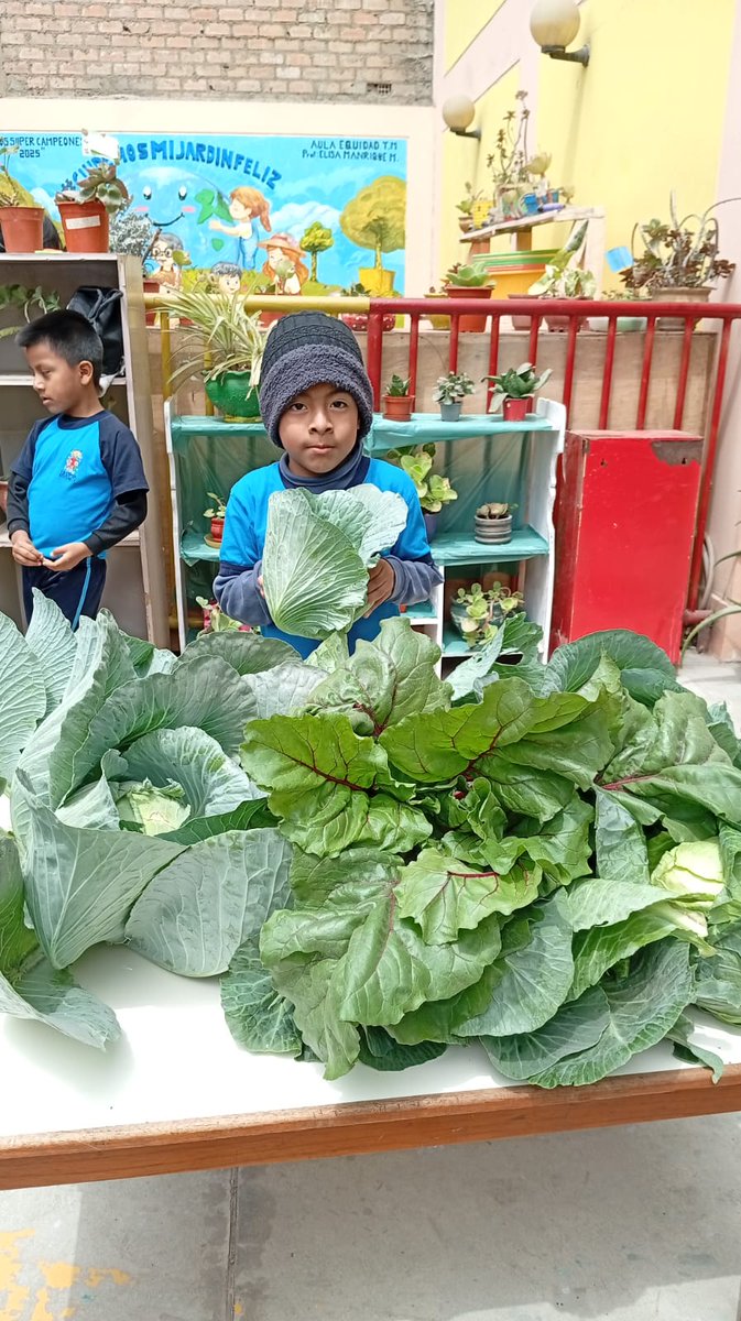 Midis_PNAEC's tweet photo. ¡Cosecha feliz!
Niños de la I.E. Inicial N.º 126 de Ventanilla, recogieron de su huerto escolar, junto a sus padres y maestros, alimentos frescos como beterraga, col y brócoli que luego se prepararon como parte del piloto "Desayuno en mi Cole". #NotaDePrensa https://t.co/enLEPxeJAU
