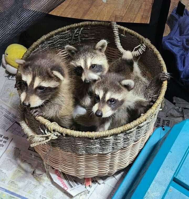 Raccoons Hourly tweet media