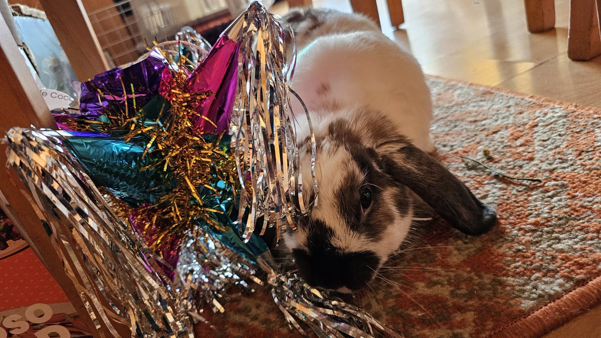 ¡Piñata de conejo!
🐇🎉
#rabbit #bunny #conejo  #うさぎ #coelho #cute #alfajor #Nochebuena #MerryChristmas