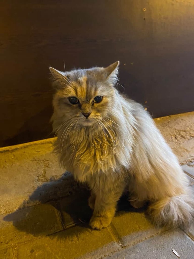 Bu kediyi paylaşırmısınız sokağa atılmış soğuk yerlerde yatıyor Ankara Sincan Fatih’te

İnstagram @cns_krgzz

#SokakHayvanlarıSahipsizDeğil