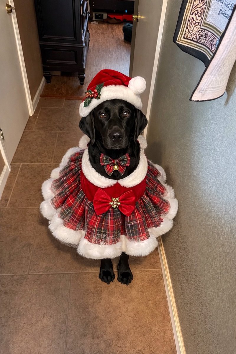 Merry Christmas from my Pups