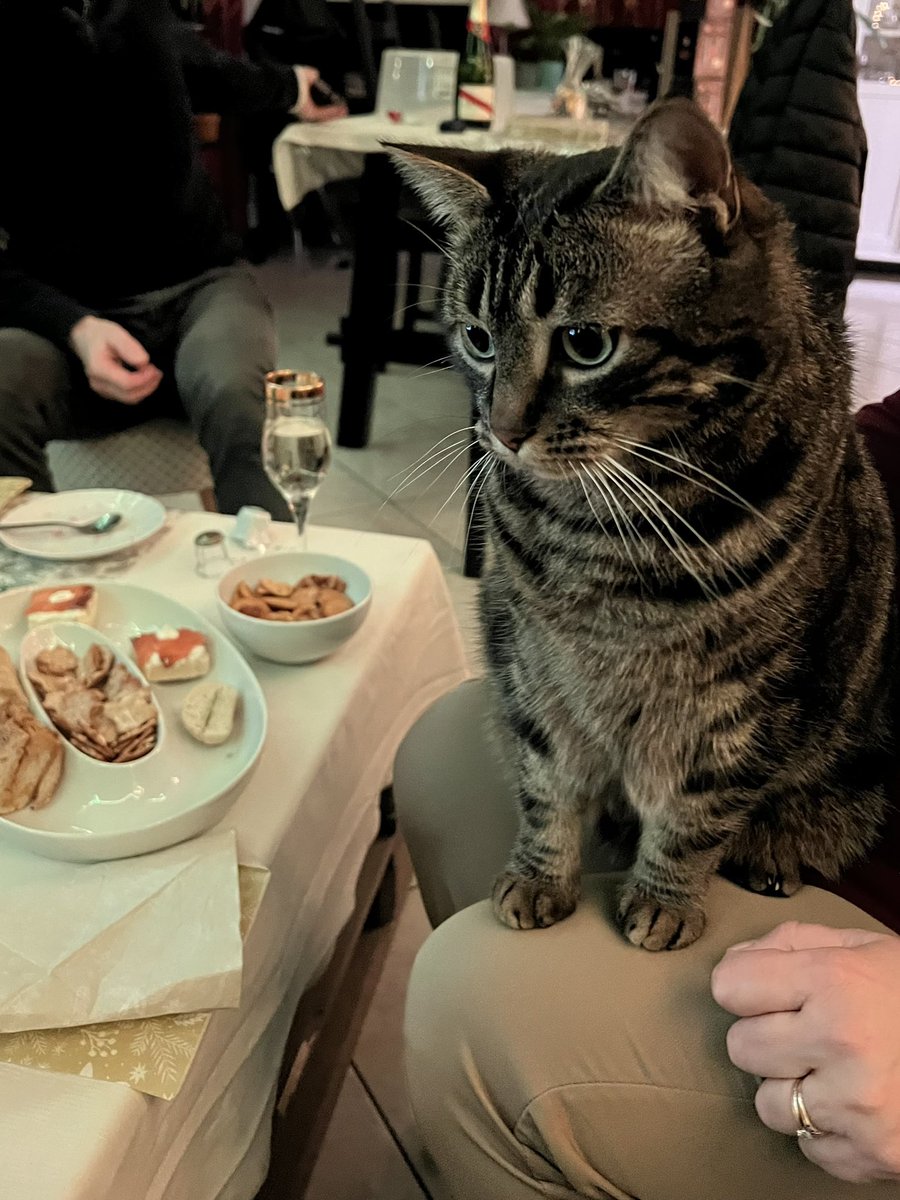 saturnethecat's tweet photo. Finalement il en a eu… https://t.co/YmJ01eAw7B