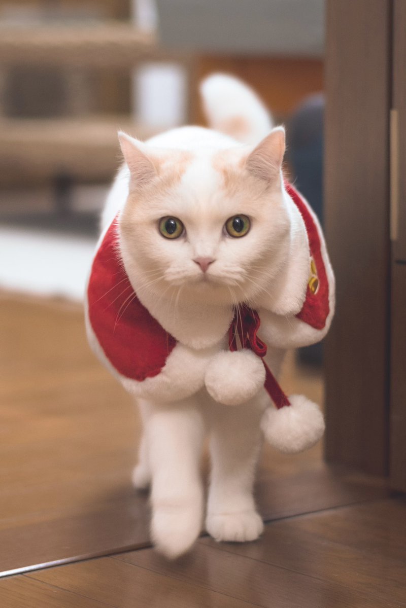 シュー (@sy3215) / Posts / X