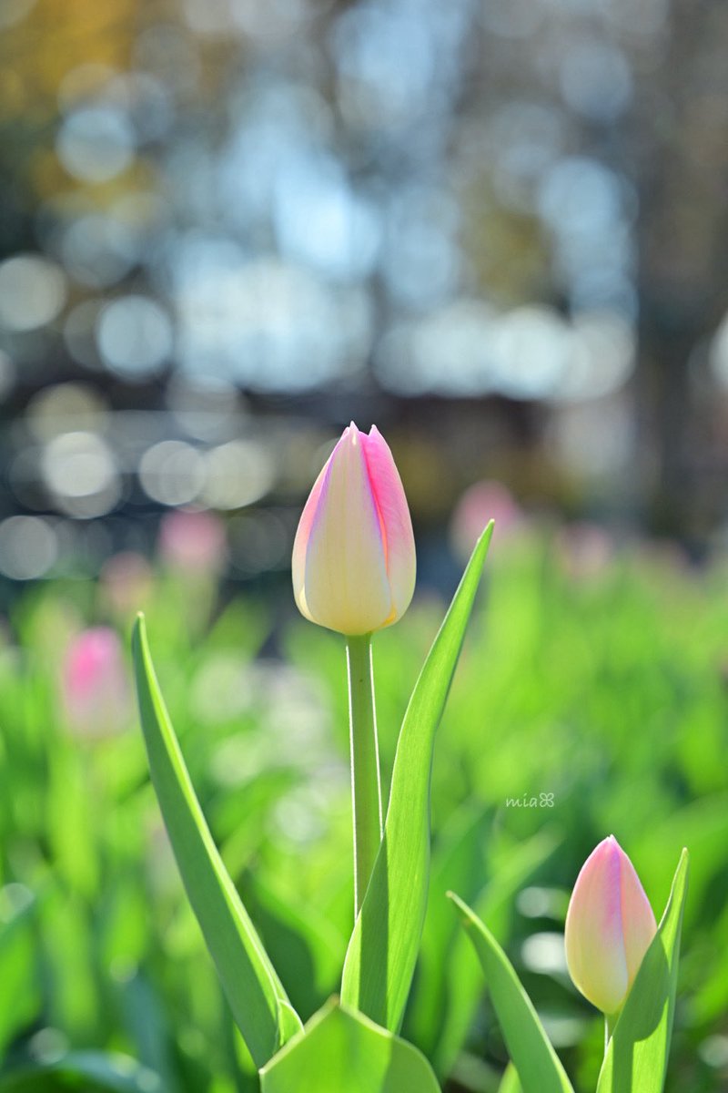 🐰𝚁𝚒𝚗𝚛𝚒𝚗…📸♥️𓂃ꕤ︎︎·͜· (@7725rirarin) / Posts / X