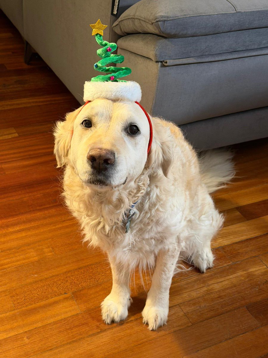 Albasaaal's tweet image. Quien no le desee feliz navidad a mi perro tendrá unas fiestas de mierda ☺️