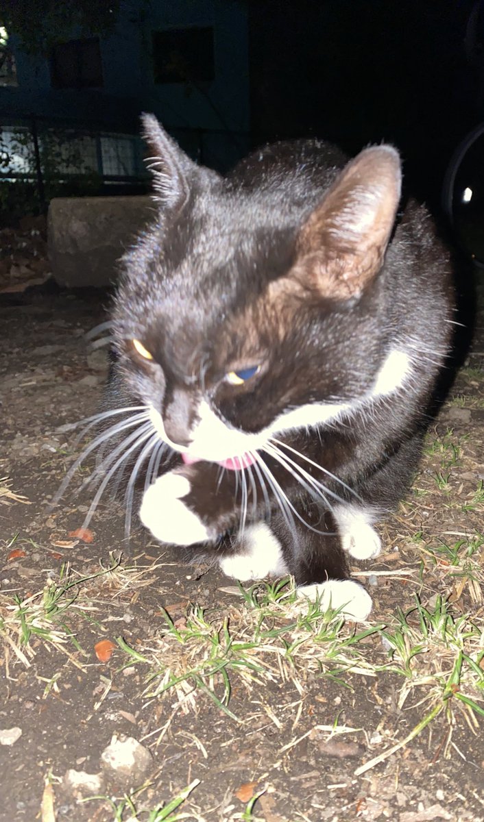 にゃん太郎 (@nyannyan__taro) / Posts / X