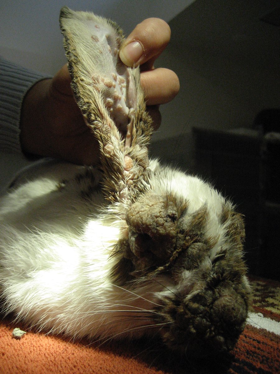 VetGurus tweet media