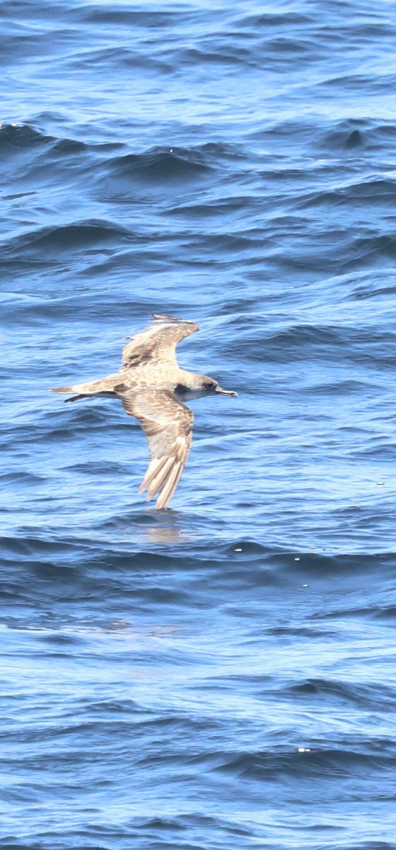 Aaaaand we're off.🛳⚓️ Chuffed to have been asked back as guest lecturer again this Antarctic season . My 'office" for 2 months as I make 3 x runs out of Buenos Aires 🇦🇷 H'lights today, Yellow nosed &amp; Black b Albatross &amp; this Cape Verde Shearwater .  #excited 🐧🐧🐧