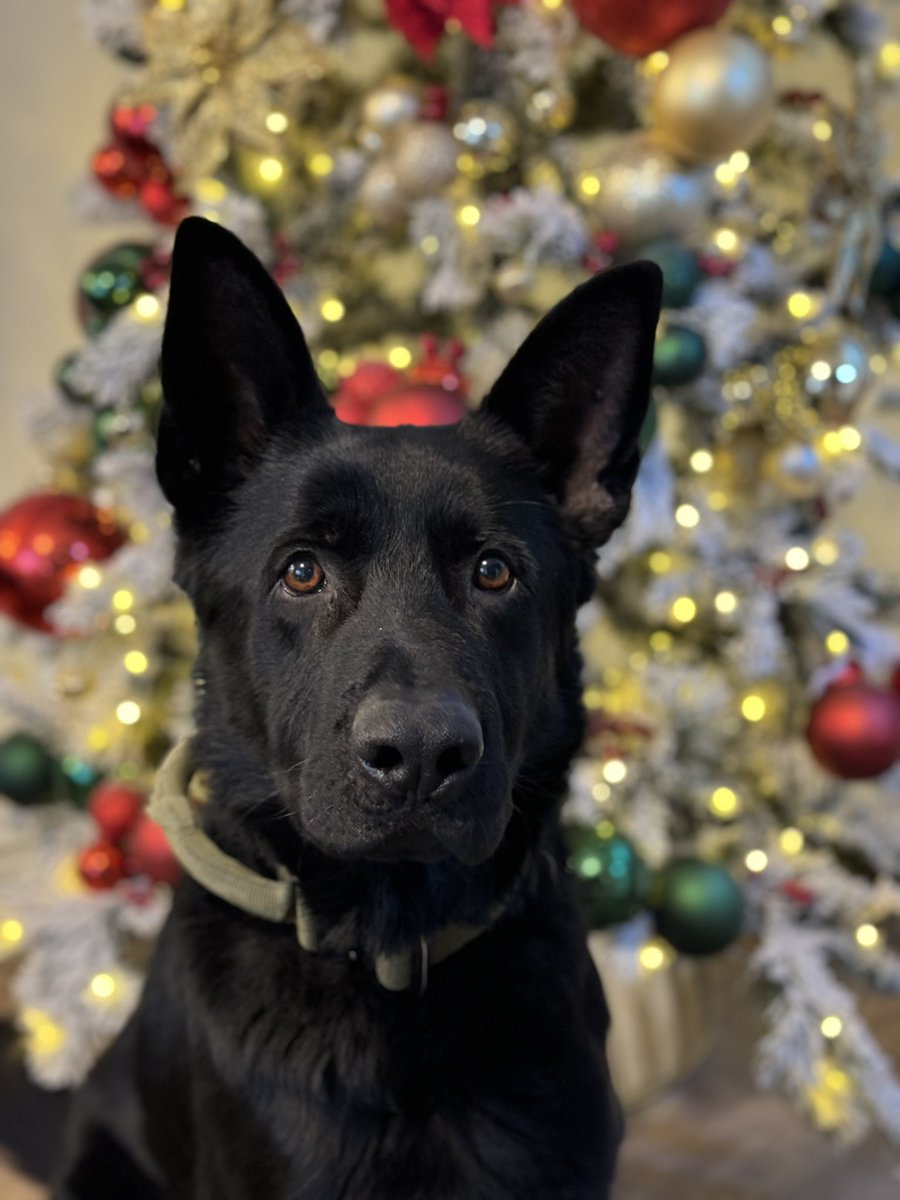 Durham Regional Police Service K-9 Unit tweet media