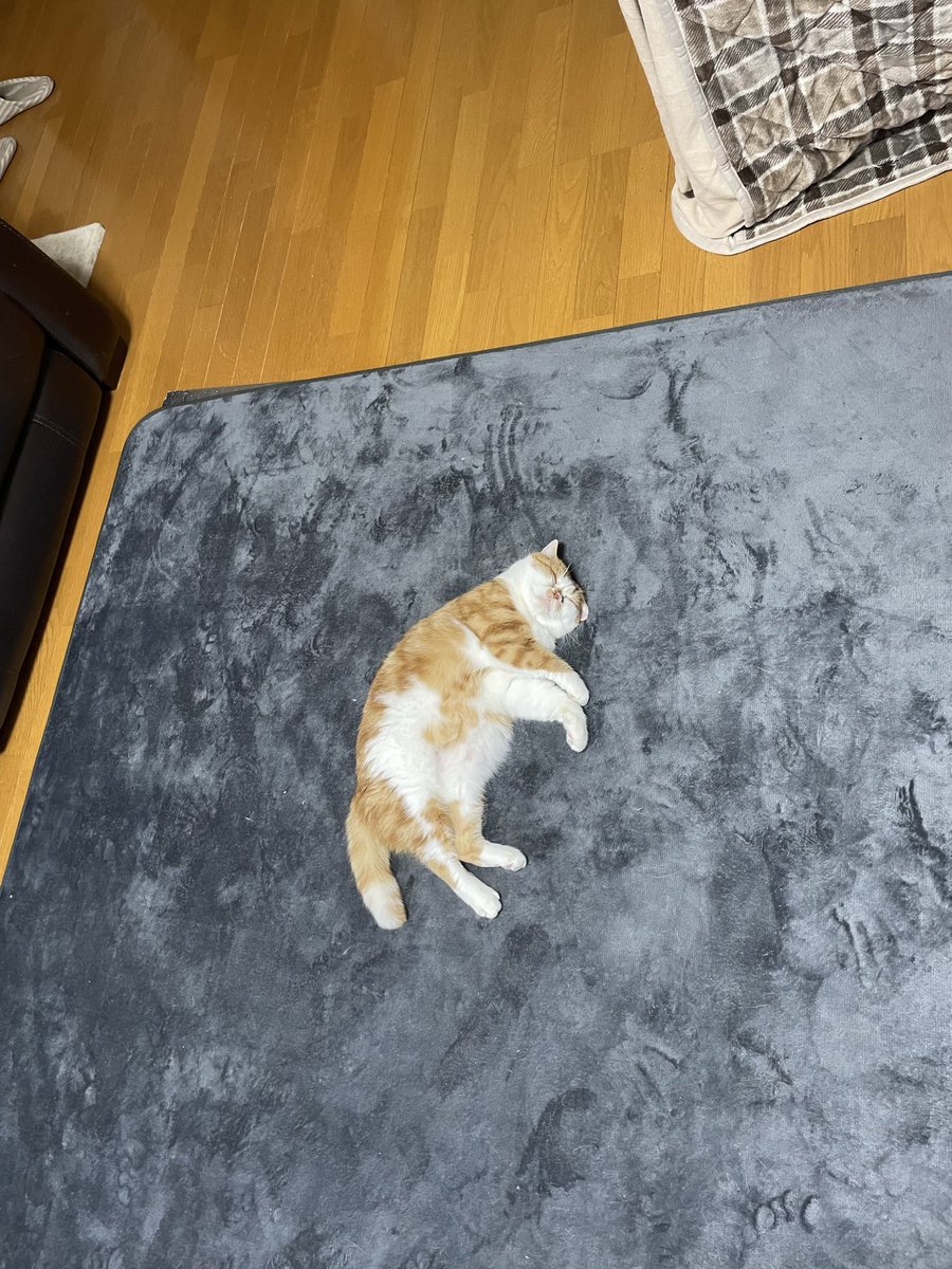 マロンとモンブラン (@tmnr1213) / Posts / X